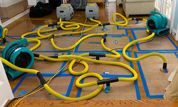Professional Structural Drying And Dehumidification technician working in Pine Island, MN
